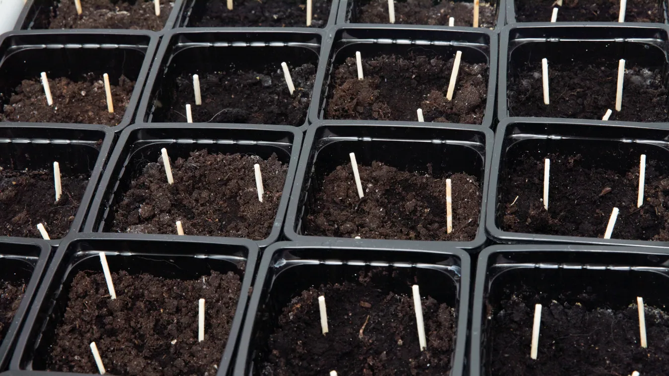 Szúrj gyufaszálat a palántáid mellé, fantasztikus a hatás