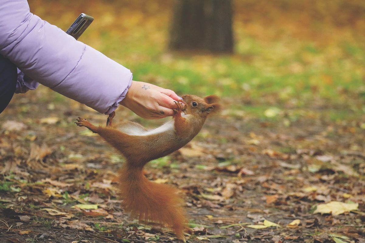 HOT FELTÖLTÉS Valóság: Lami Eszter, a mókusokkal suttogó, akinek már megérzik a szándékait is a mókusok RIPOST