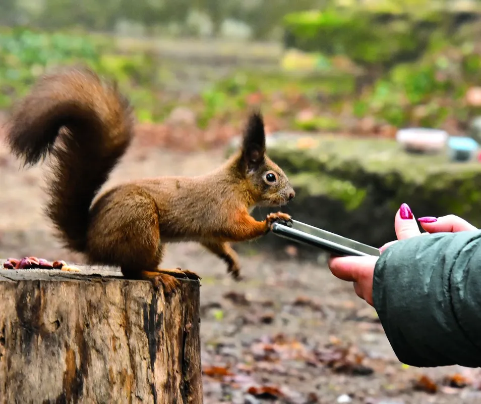HOT FELTÖLTÉS Valóság: Lami Eszter, a mókusokkal suttogó, akinek már megérzik a szándékait is a mókusok RIPOST