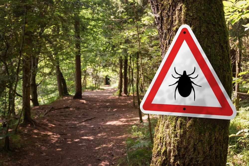 Infected,Ticks,Warning,Sign,In,A,Forest.,Risk,Of,Tick-borne, kullancs