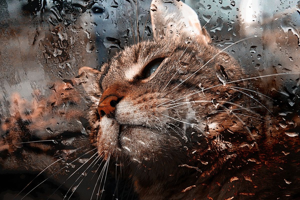 macska eső időjárás