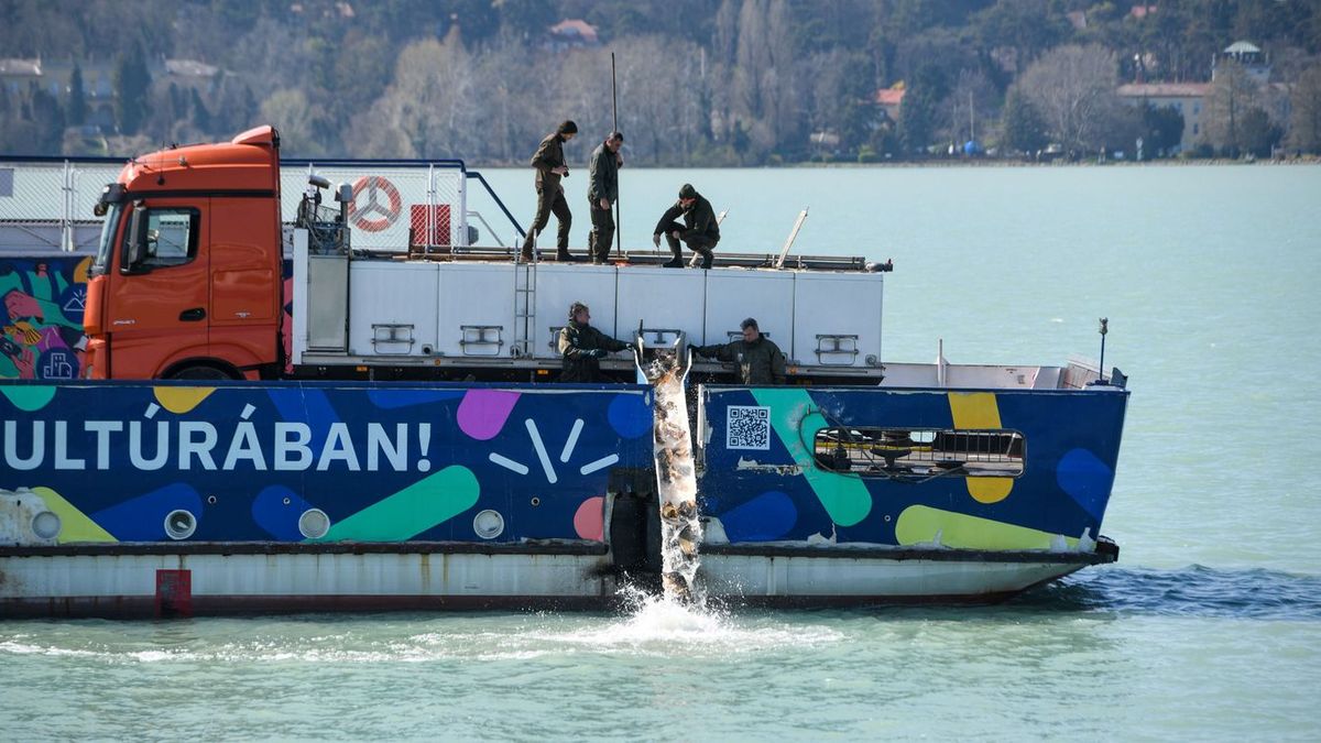 Jöhetnek a horgászok: 4 tonna halat telepítettek a Balatonba