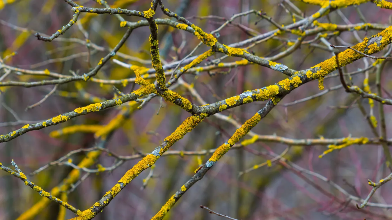 Sárgaság terjed a kiskertekben, kiderült, kell-e tőle félni