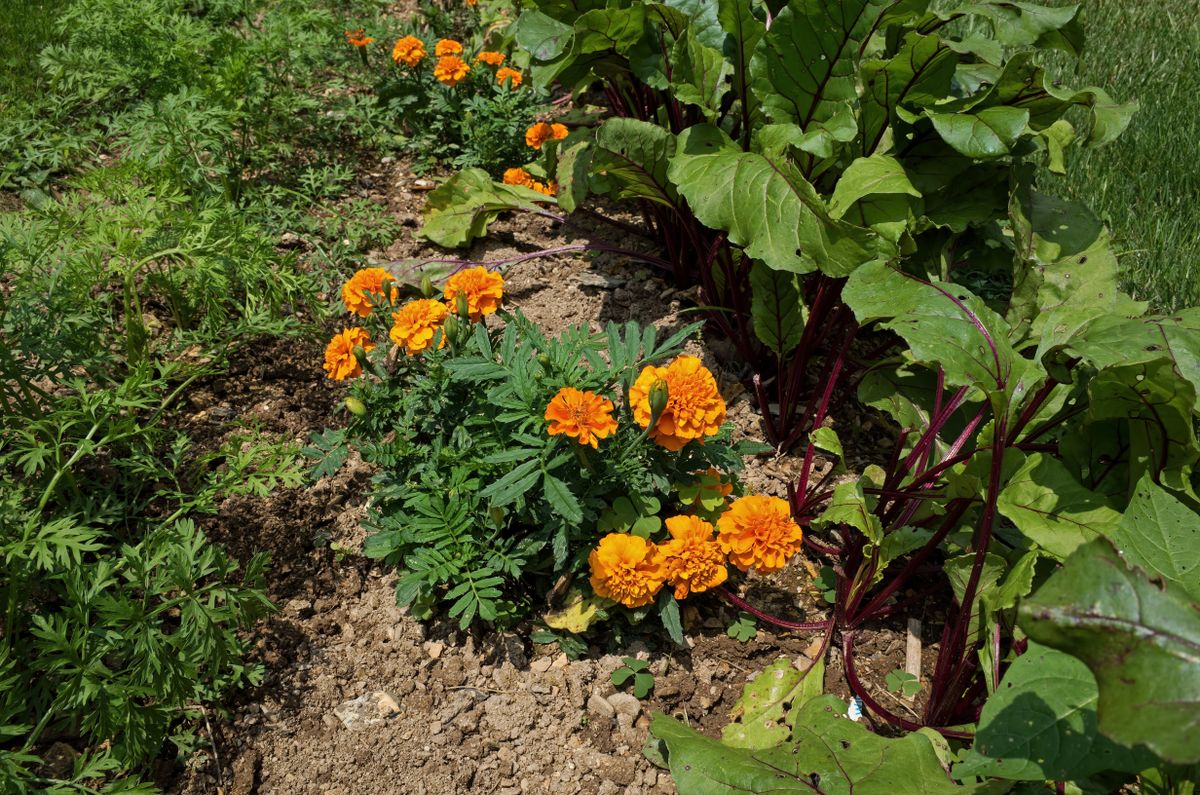 Marigold,Plants,Nestled,Between,Red,Beet,And,Carrot,Plants.,Marigolds