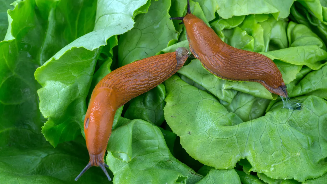 A legjobb trükkök, hogy idén elkerüljék a csigák a kertedet