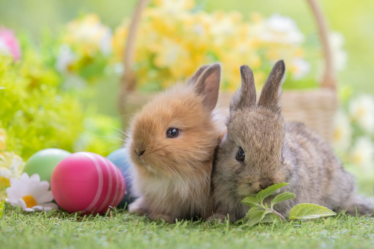 Lovely,Bunny,Easter,Fluffy,Baby,Rabbits,Eating,Green,Vegetable,With