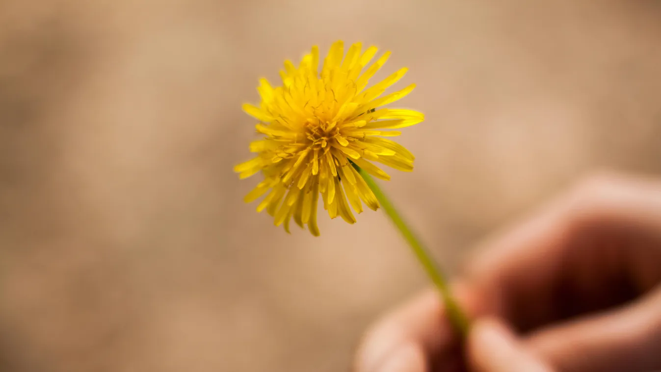 Itt a pitypangszezon! Nem is gondolnád, mi mindenre gyógyír