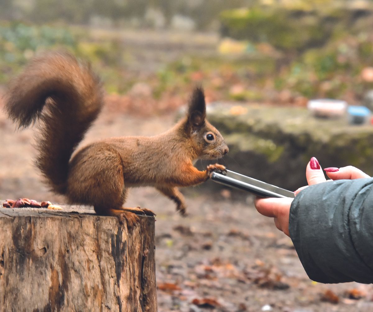 HOT FELTÖLTÉS Valóság: Lami Eszter, a mókusokkal suttogó, akinek már megérzik a szándékait is a mókusok RIPOST