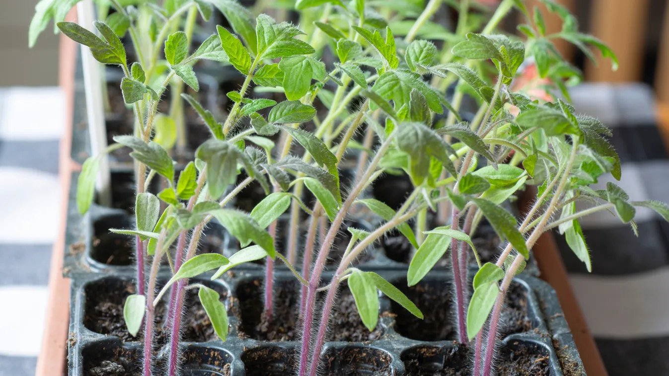Eljött az idő, így nevelj otthon tökéletes paradicsompalántát