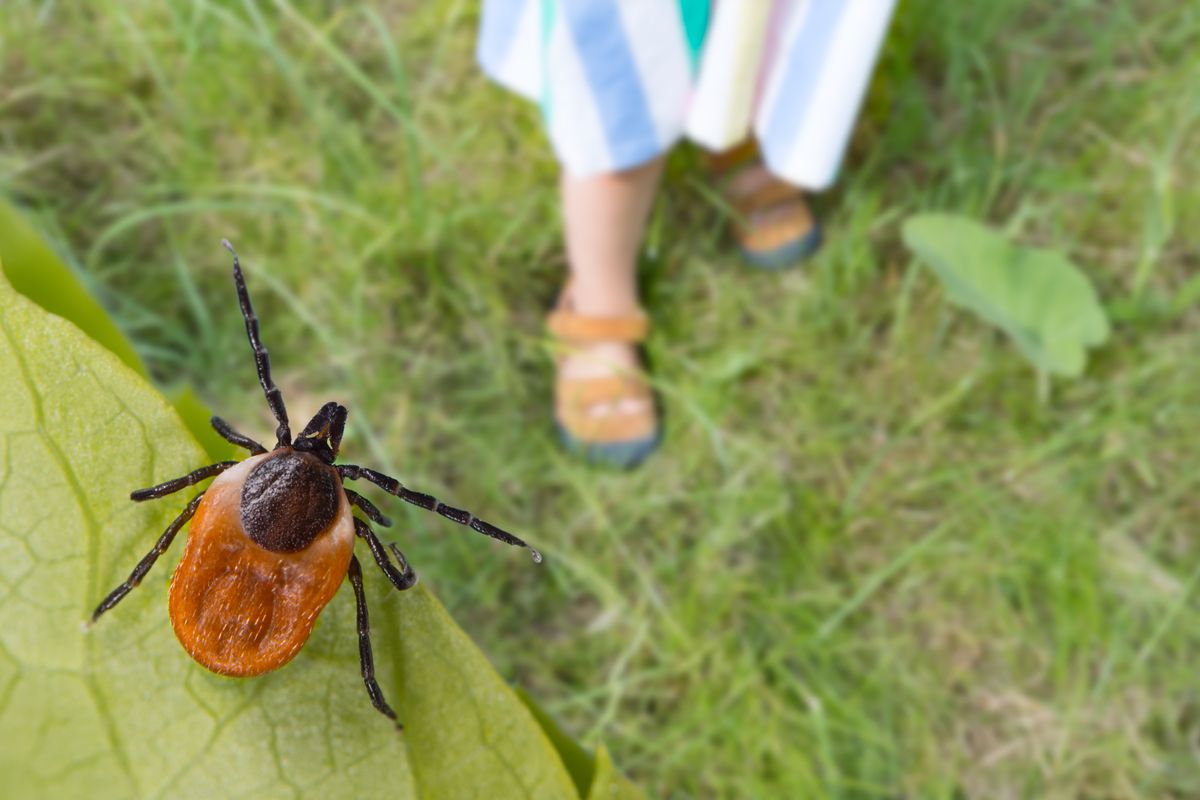 Dangerous,Deer,Tick,And,Small,Child,Legs,In,Summer,Shoes