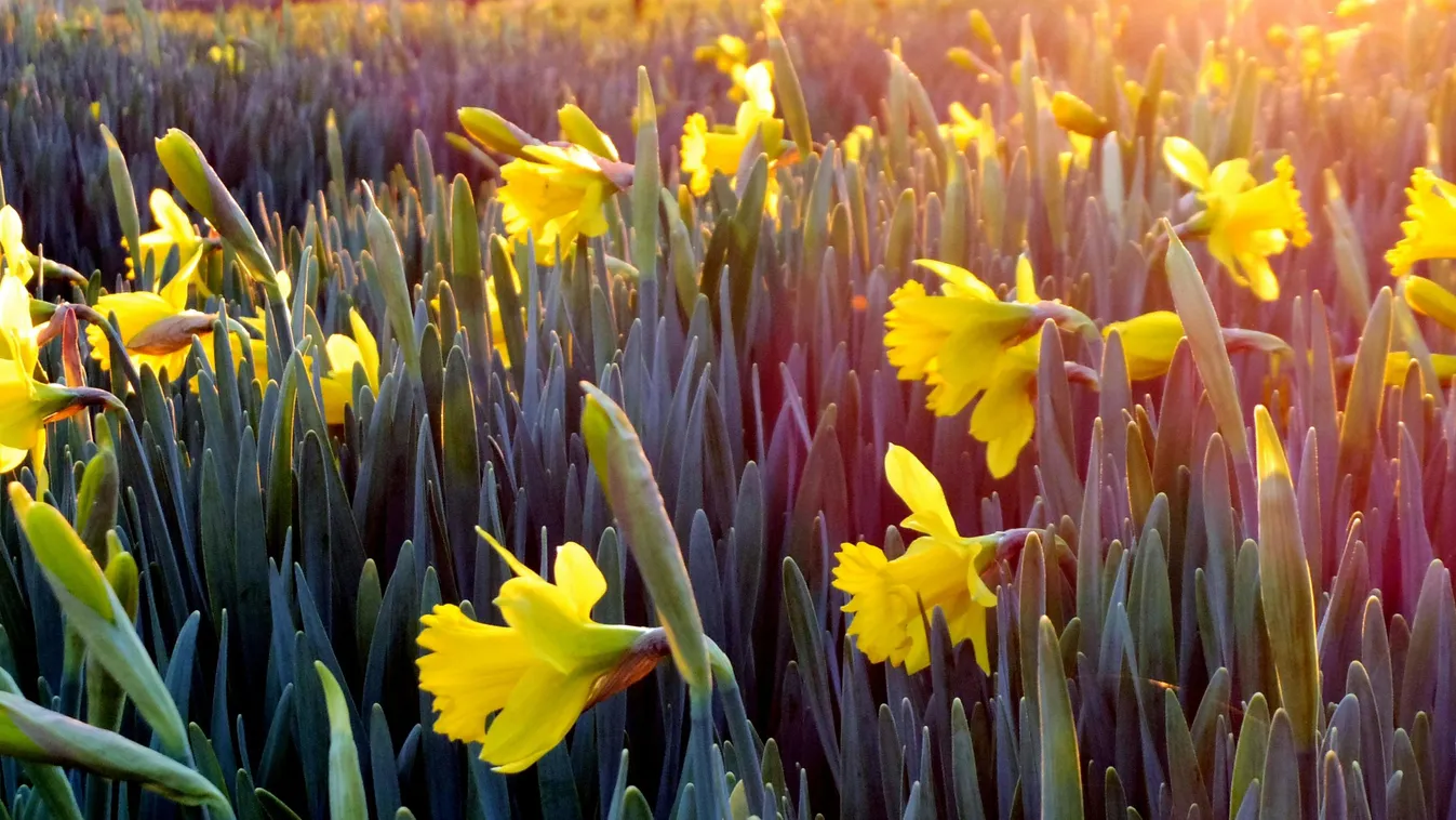 Rémes, mit hoz Sándor után József és Benedek
