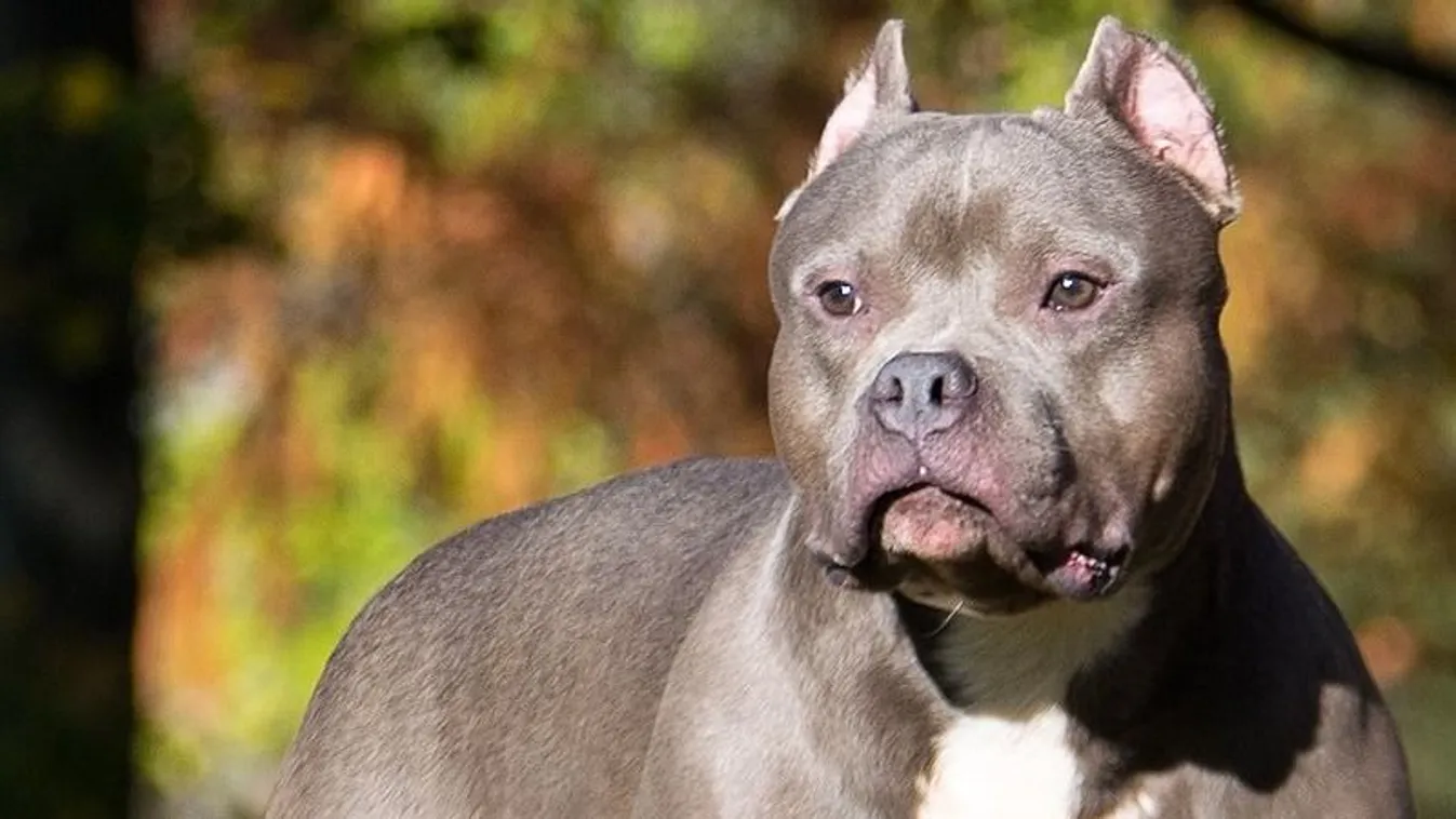 Brutális kutyatámadás történt: egy kisbaba meghalt