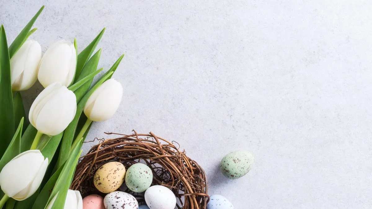 Beautiful,White,Tulips,With,Colorful,Quail,Eggs,In,Nest,On