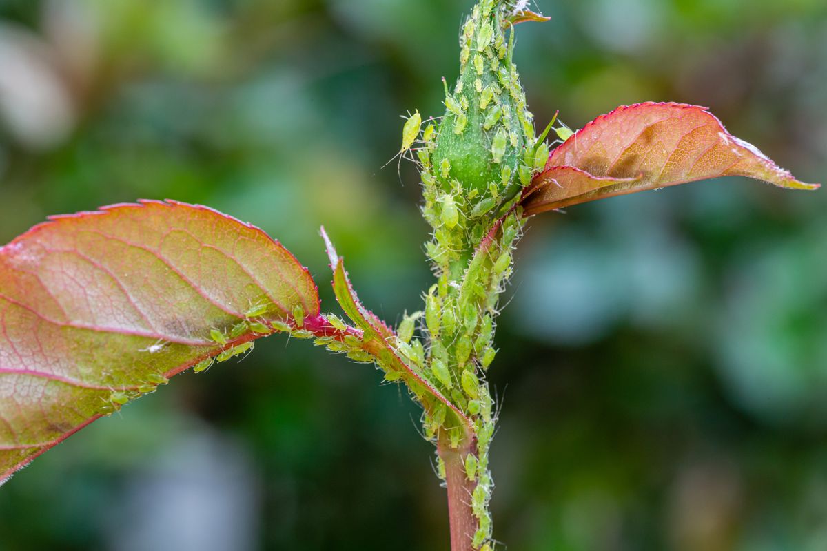 Colony,Of,Green,Aphids,On,A,Rose,Branch.