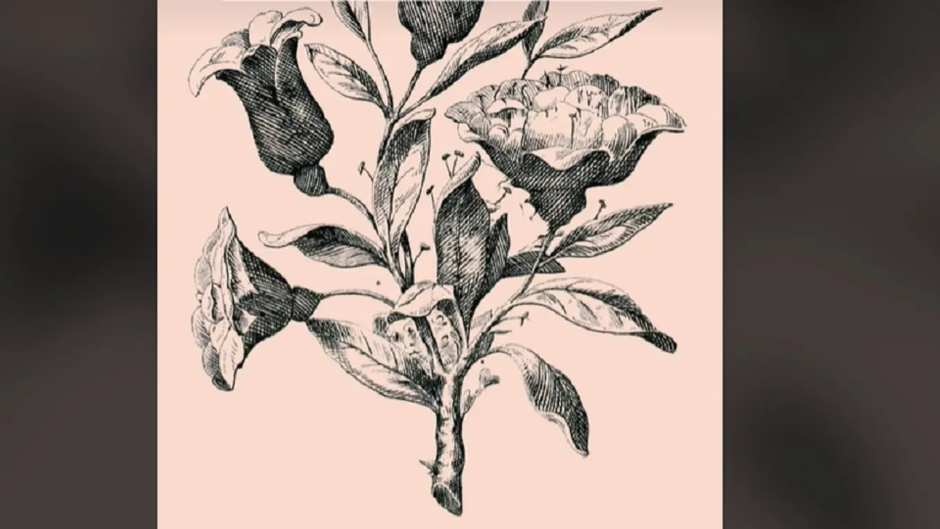 Fejtörő: az emberek 1 százaléka tudja csak megoldani