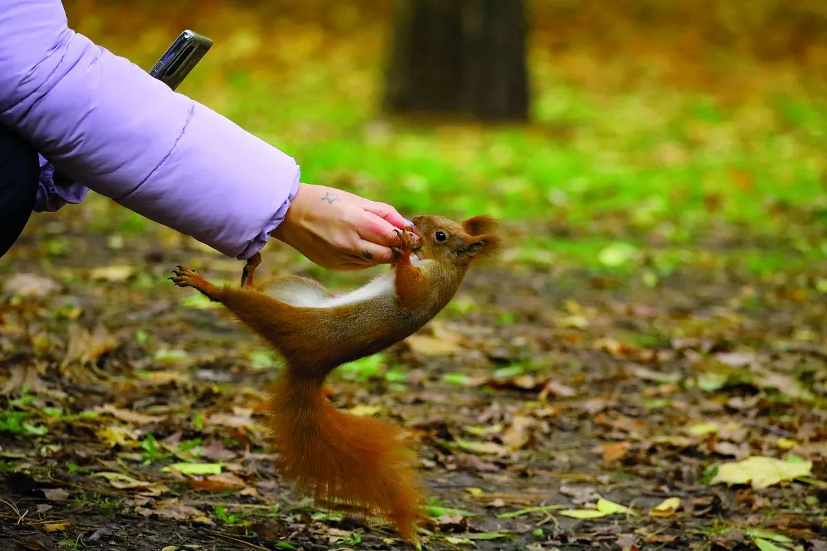 HOT FELTÖLTÉS Valóság: Lami Eszter, a mókusokkal suttogó, akinek már megérzik a szándékait is a mókusok RIPOST