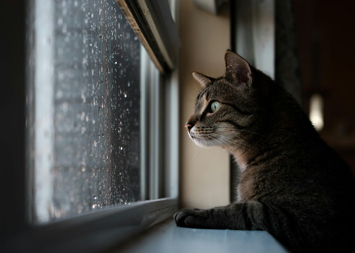 időjárás eső macska