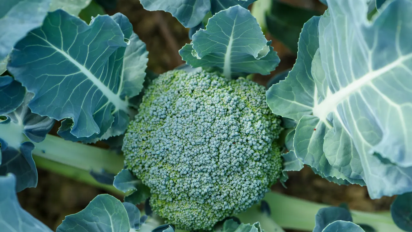 Húzz harisnyát a brokkolira és nem bánod meg