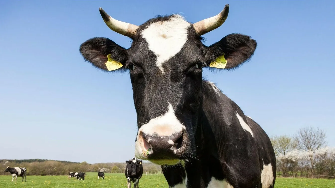 Hangos bőgéshez való jogot kaptak a tehenek Franciaországban