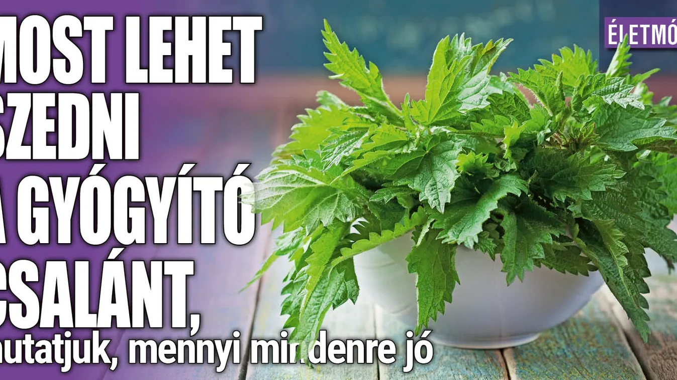 Most lehet szedni a gyógyerejű csalánt, mutatjuk, mire jó