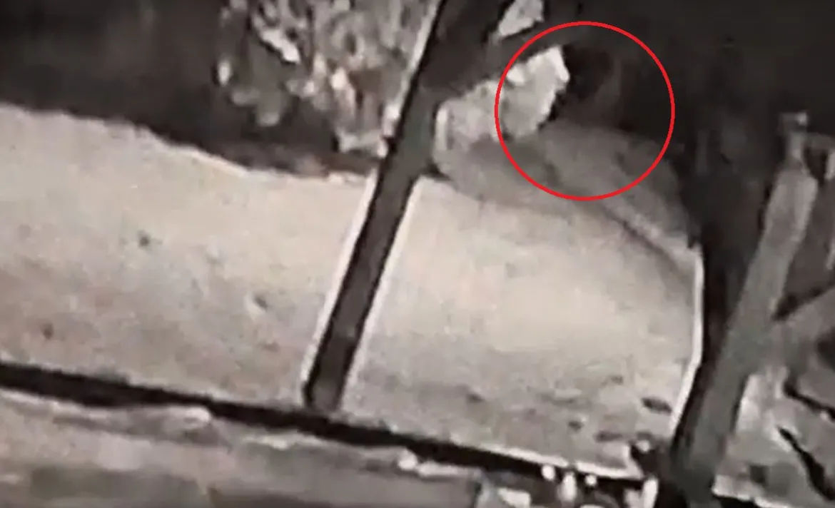 A kültéri kamera felvételén szúrta ki a család, hogy a kutyájuk még mindig velük van /