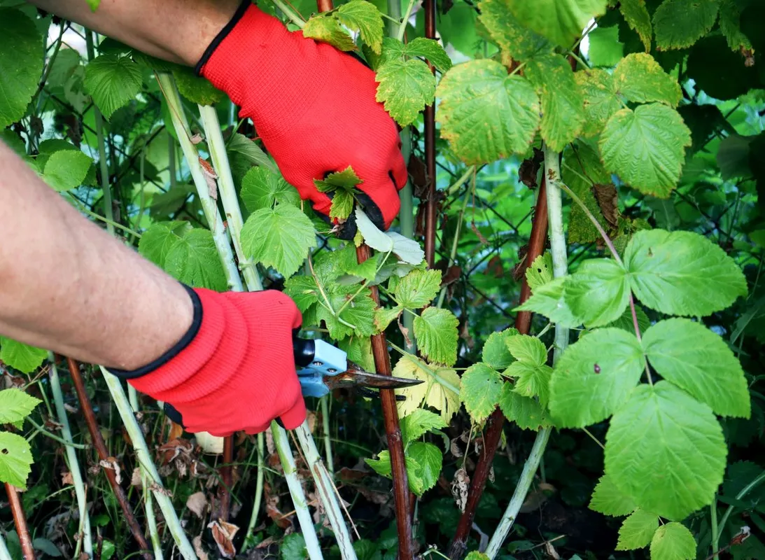 Pruning,Raspberry,Bushes.,Autumn,Garden,Work.,Gloved,Hands