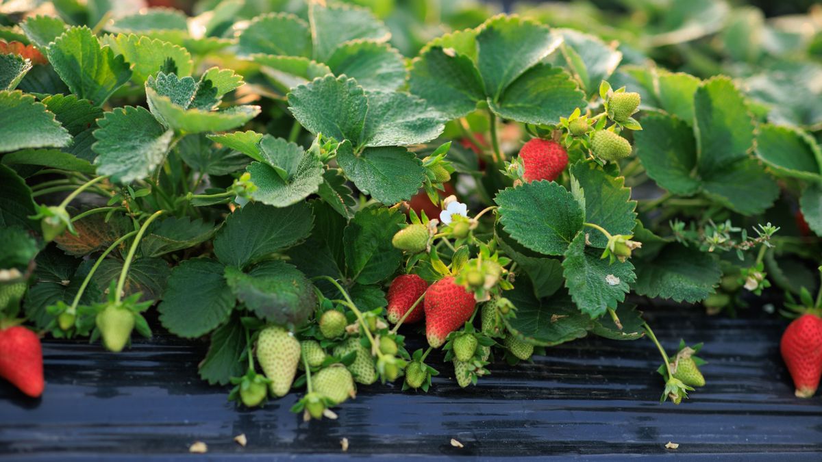 Strawberry,Fruits,In,Growth,In,Garden eper