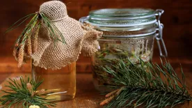 Itt az idő, most készíts gyógyító fenyőrügy szirupot