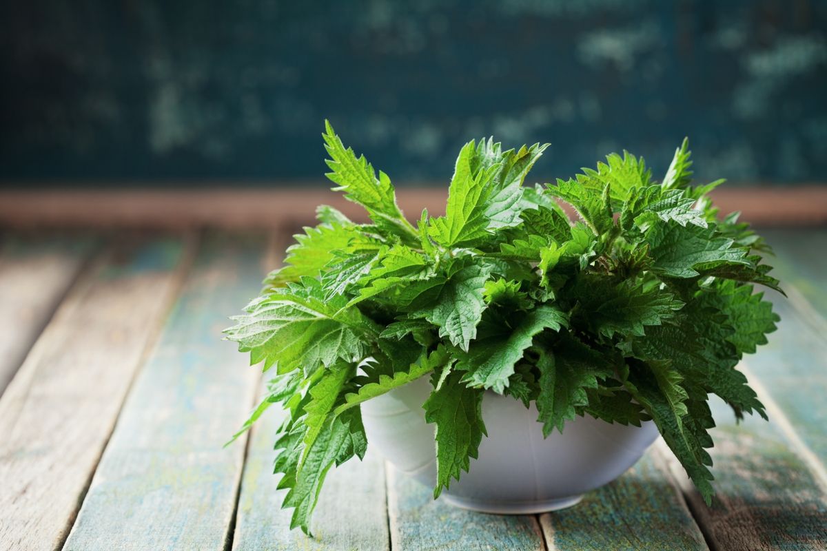 Young,Nettle,Leaves,In,Pot,On,Rustic,Background,,Stinging,Nettles,
