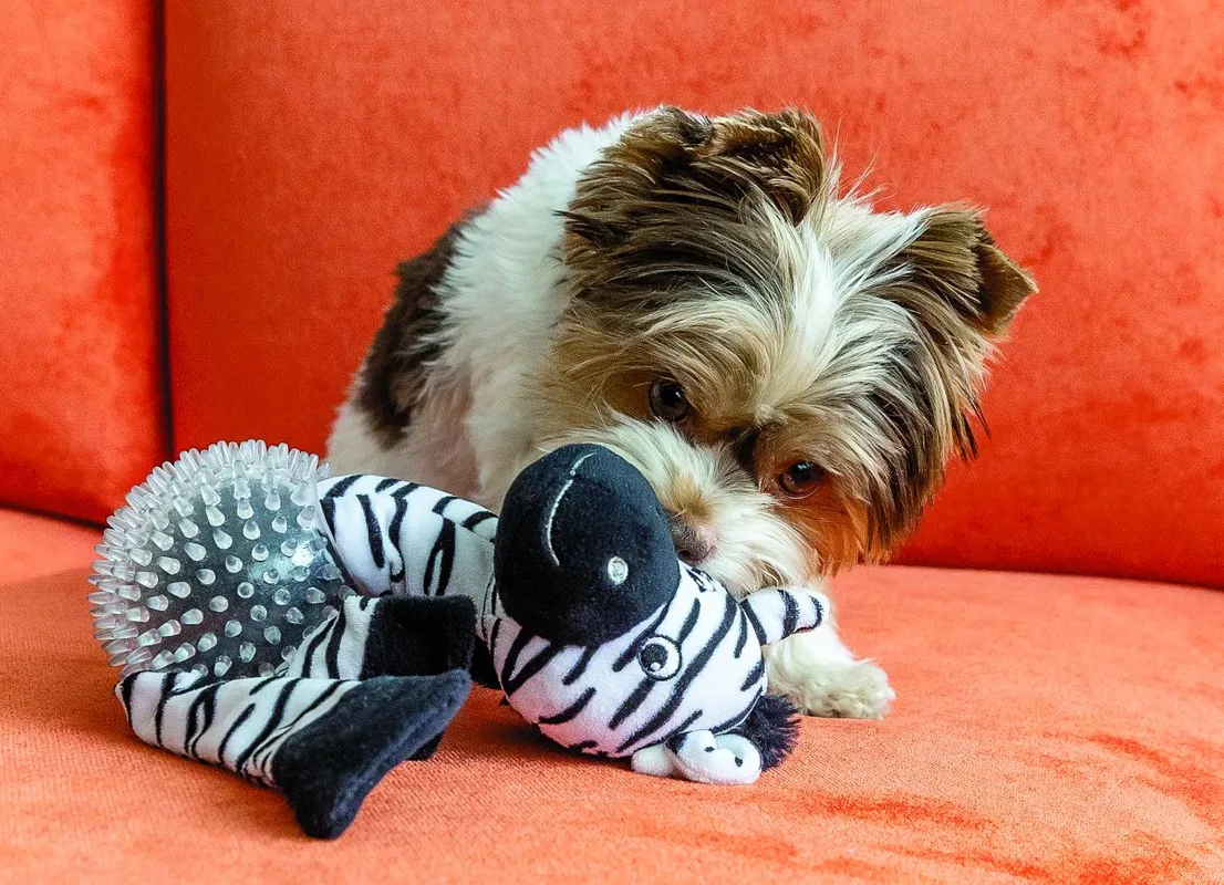 Rátonyi Hajni színésznő és a kutyája, Manyika RIPOST