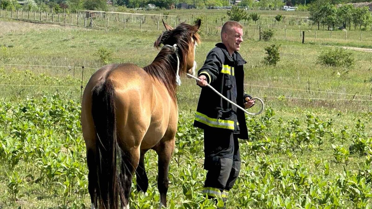 Meglepő látvány: tűzoltók rohantak lovak után Dunakeszin - fotók
