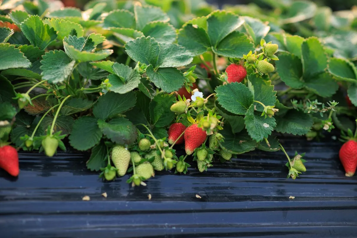 Strawberry,Fruits,In,Growth,In,Garden eper árus