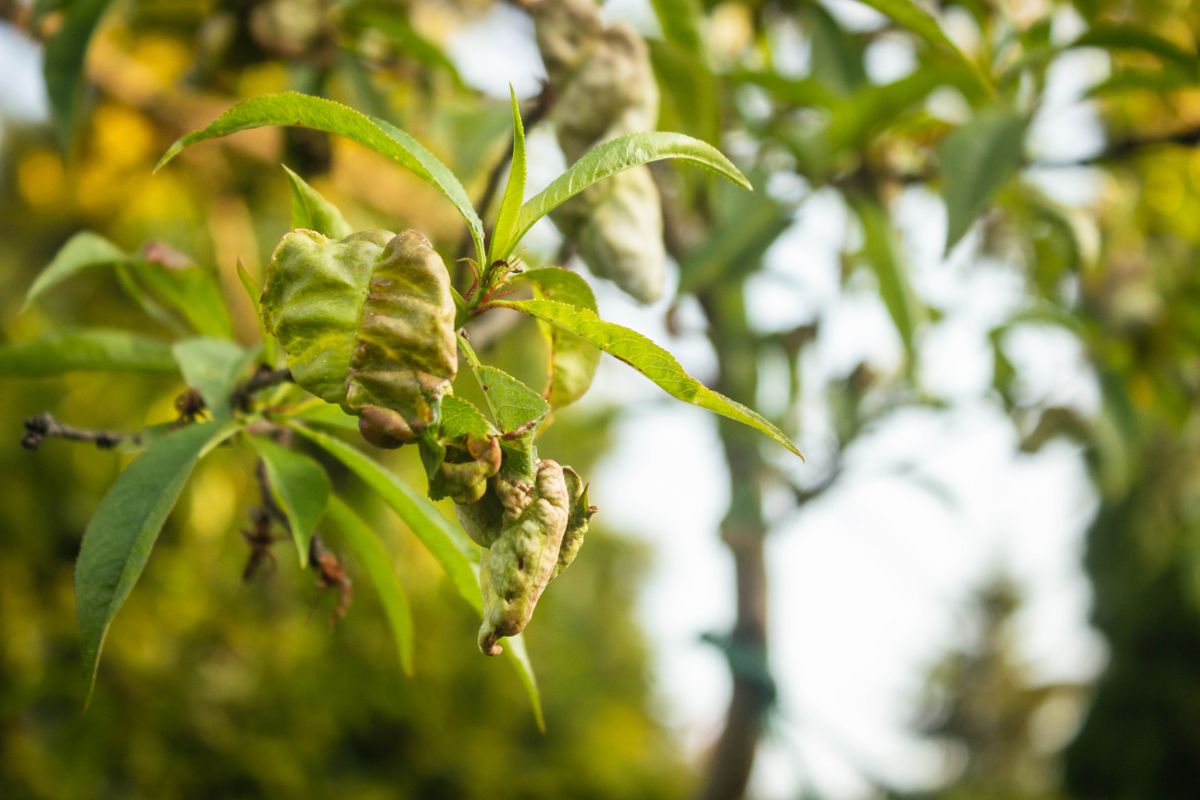 Close,Up,Of,Peach,Leaves,Infected,By,Peach,Scab,,Fruit