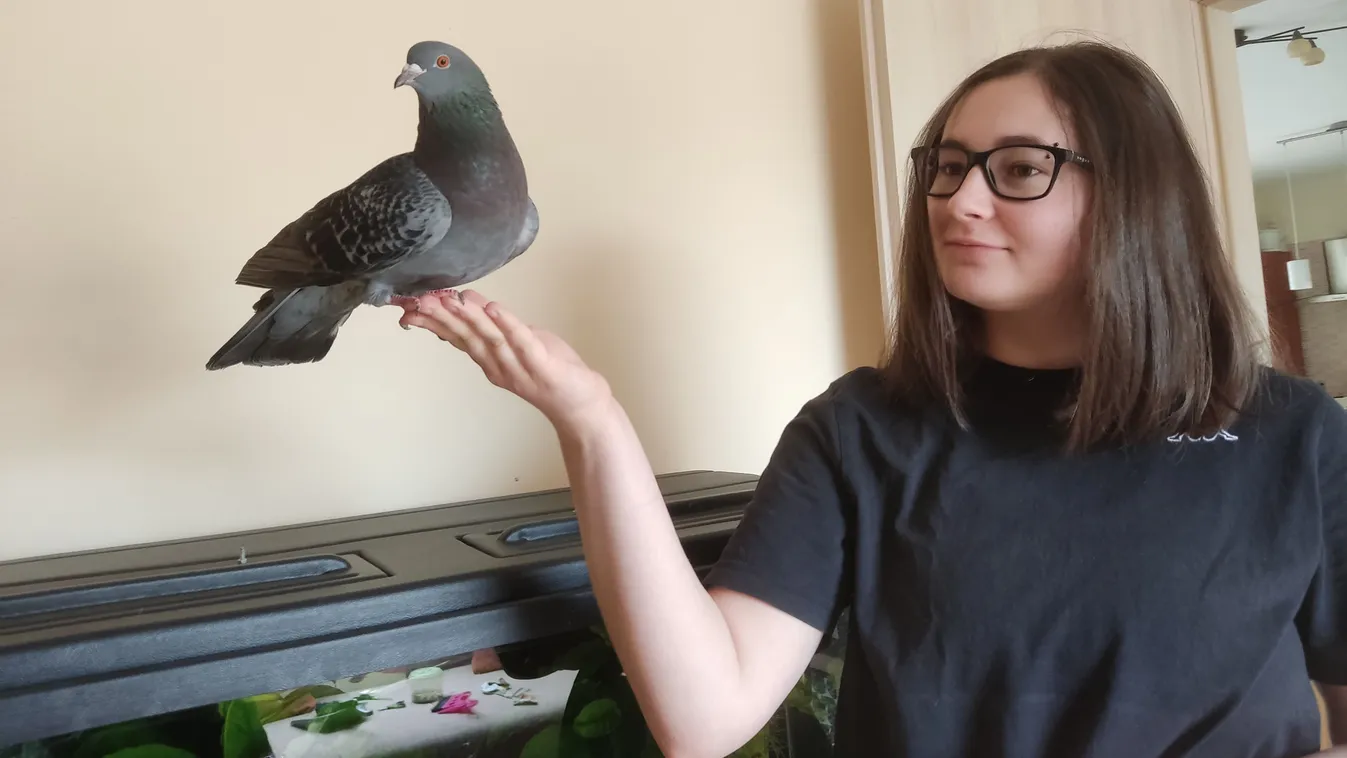 A net legújabb sztárja Dezső, a táncoló galamb – videó