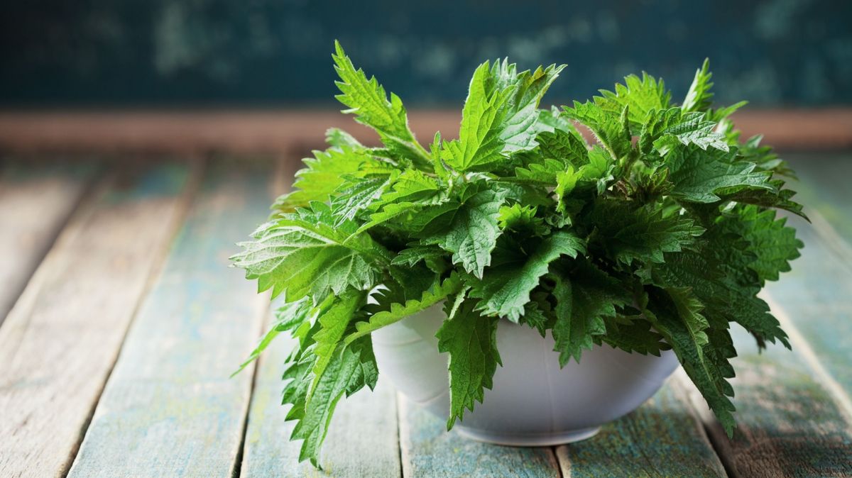 Young,Nettle,Leaves,In,Pot,On,Rustic,Background,,Stinging,Nettles,