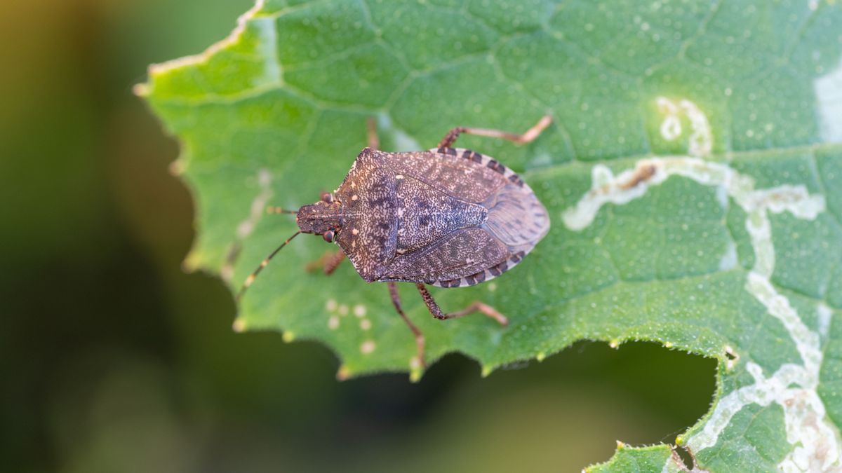 Brown-marmorated,Stink,Bug,(halyomorpha,Halys),On,Zucchini,In,Japan,In poloska