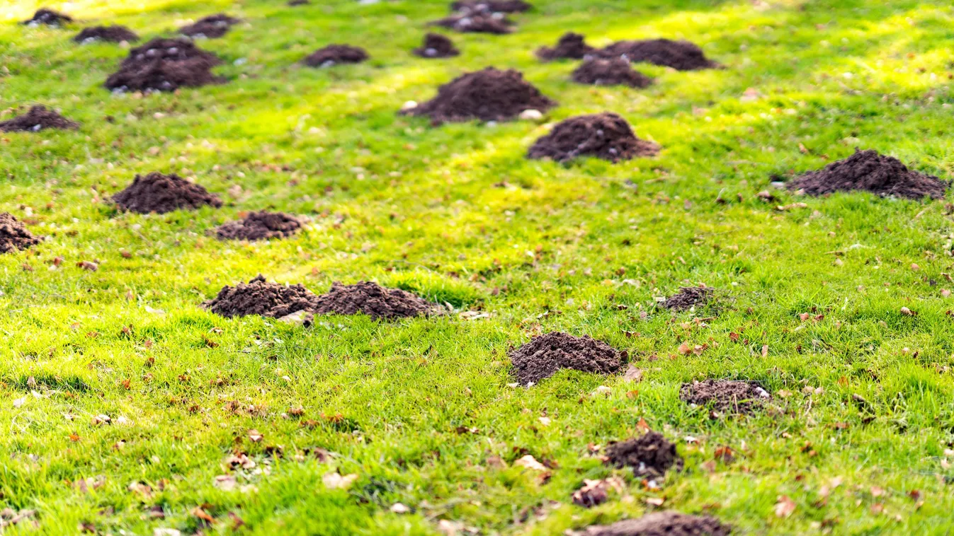 Mindent feltúrt a vakond? Ezzel a módszerrel elűzheted