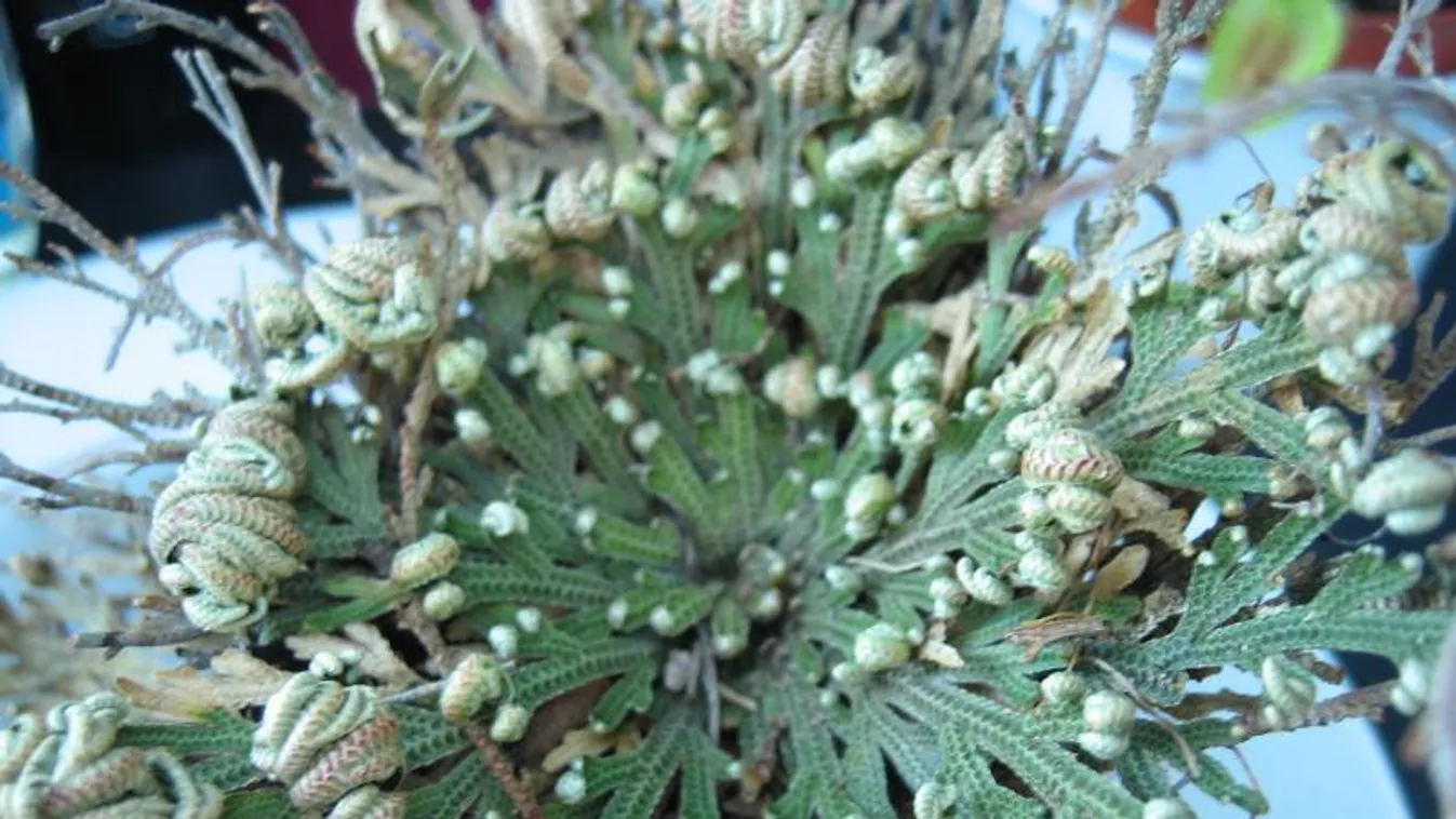 Leszámol a Jerikó rózsa és a mandulagomba a rákkal?