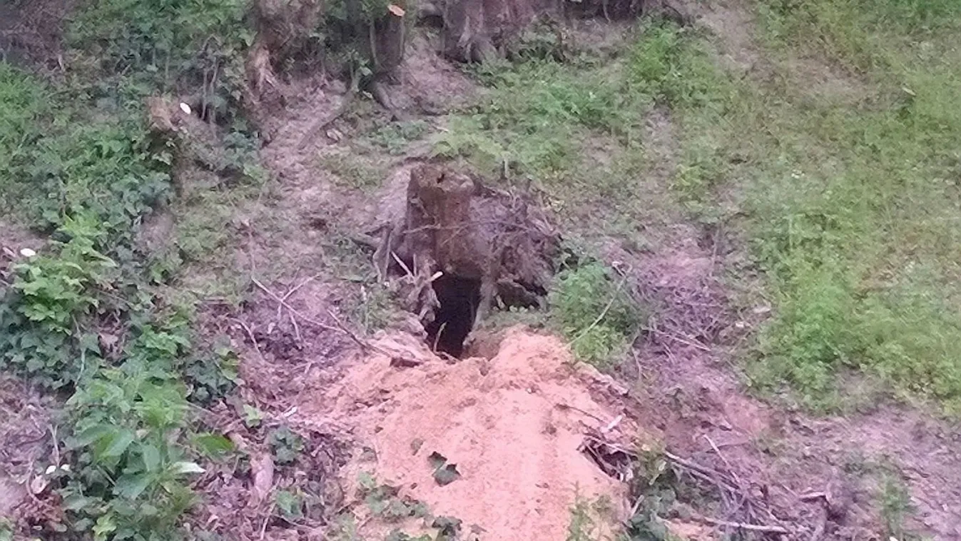 Ragadozó vert tanyát egy iskola közelében Enyingen - Fotó