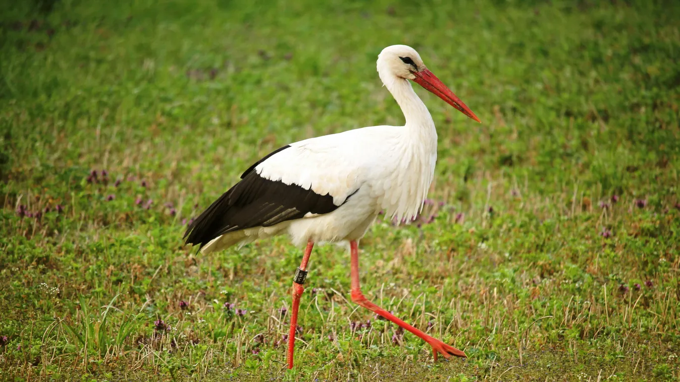 Húslevest akart főzni egy sérült gólyából egy szabolcsi pár