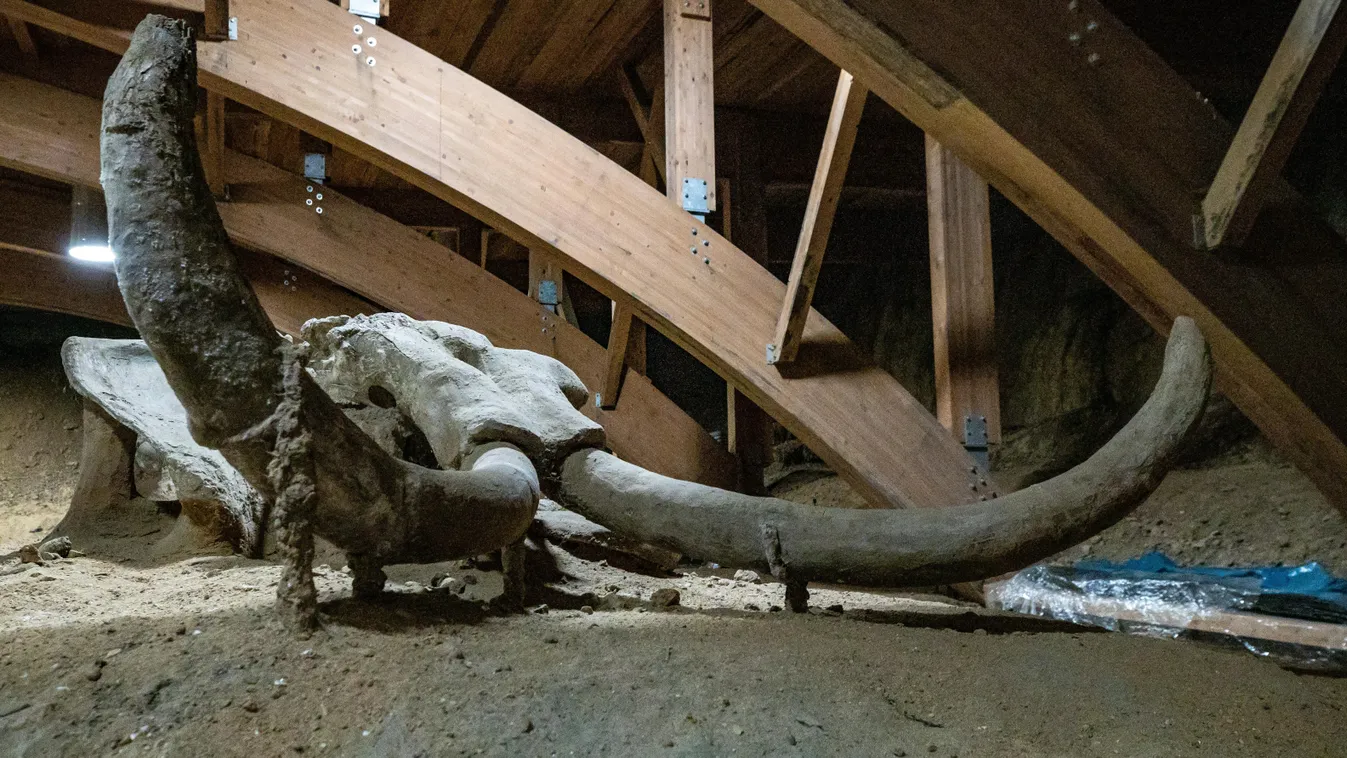 Kihalt állatok lephetik el újra a földet