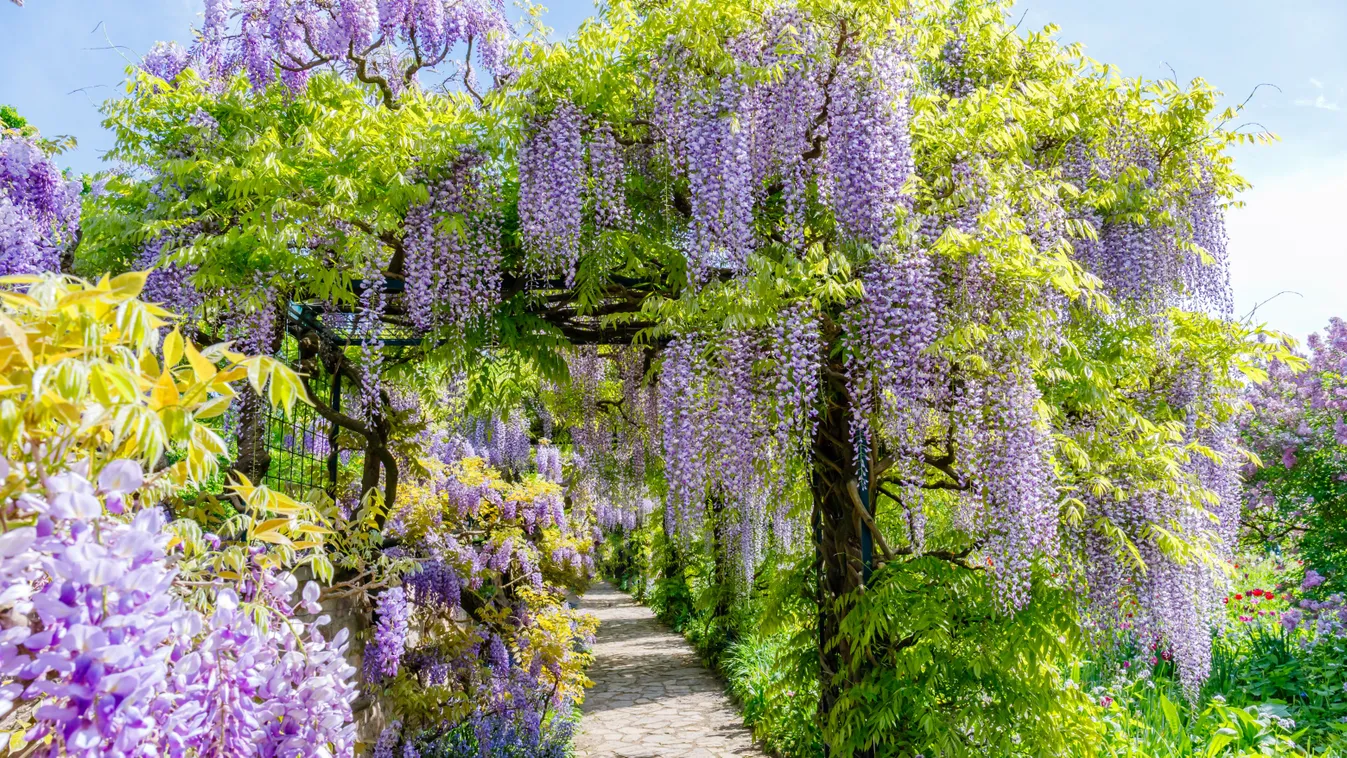 Ez a 4 kerti növény nagyon mérgező, vigyázz, hova ülteted