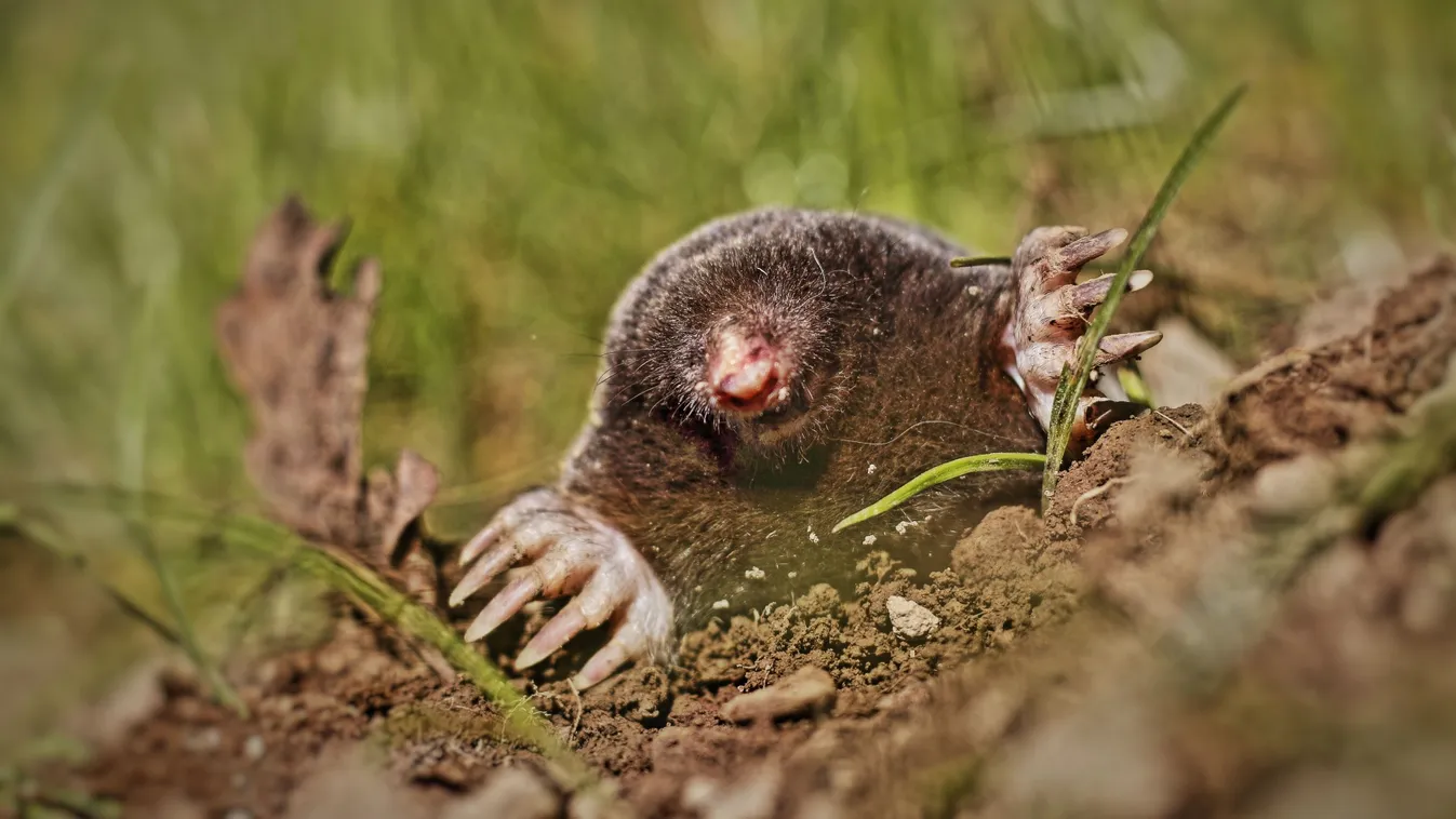 Ultrahanggal a vakondok ellen? Ez tényleg működik!