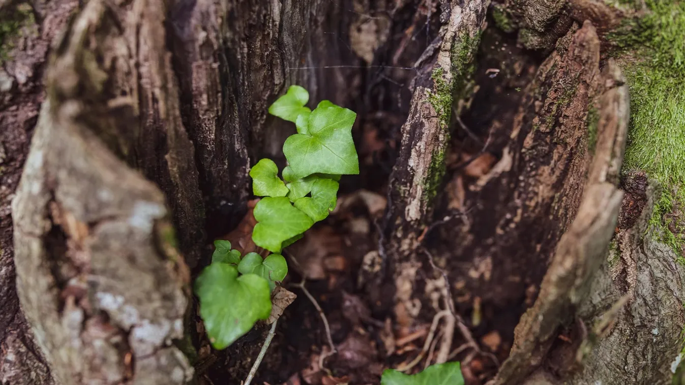Így távolíthatod el könnyen a fatuskót a kertedből