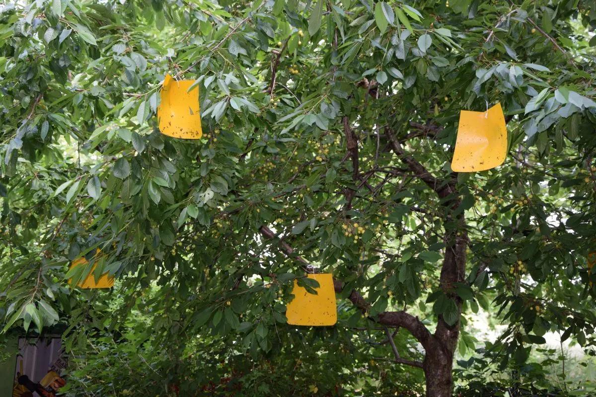 Insect,Trap,At,A,Tree