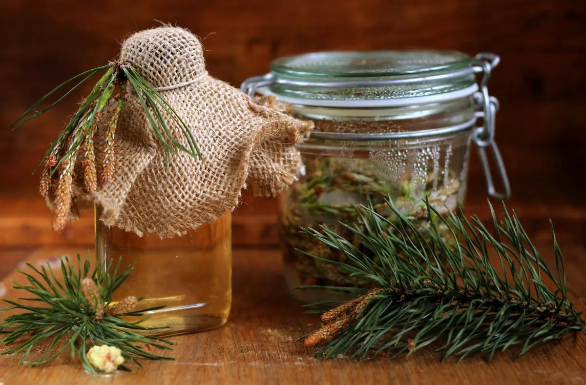 Syrup,Made,Of,Pine/,Syrup,Made,Of,Pine