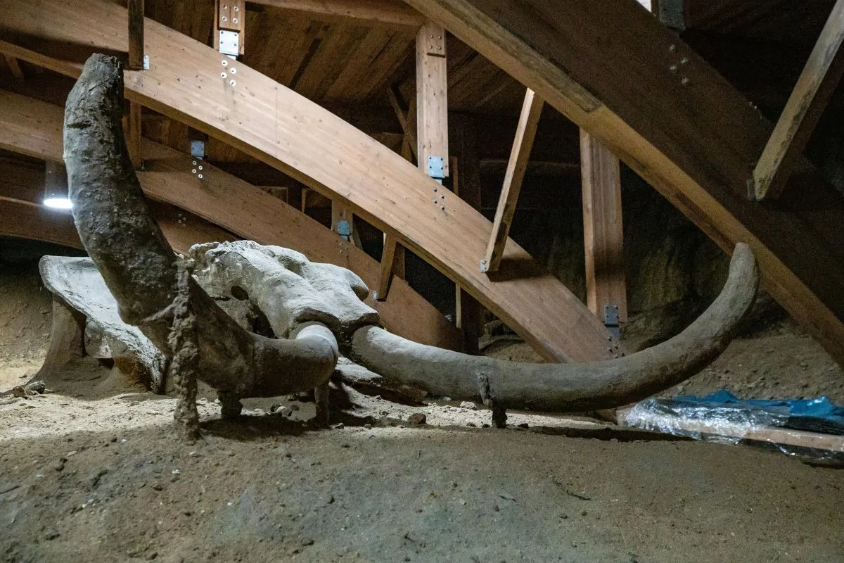 mamut csontváz