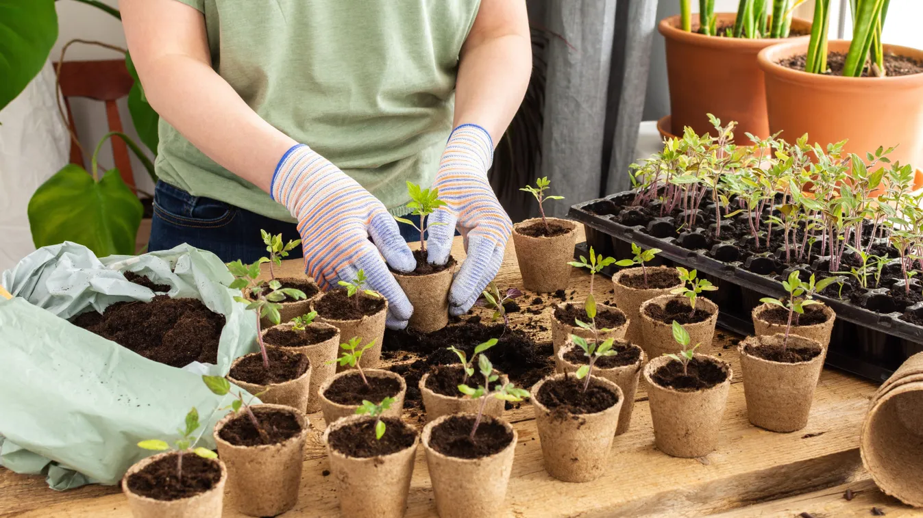 Így választhatsz jó zöldségpalántákat