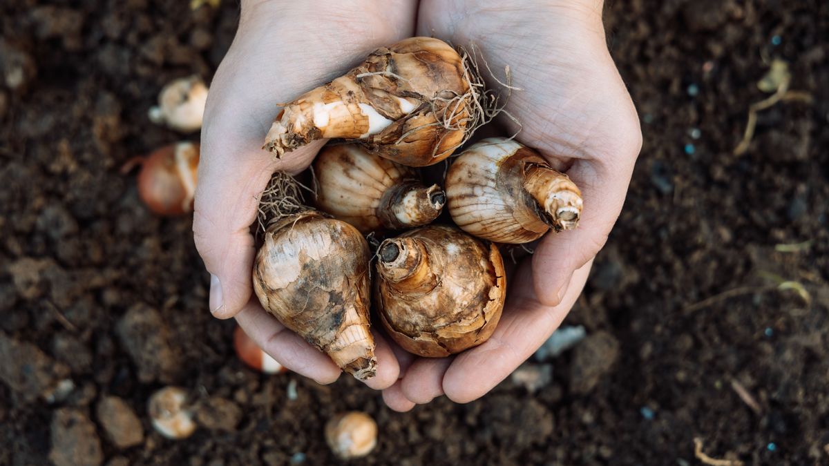 Elnyílt a tulipánod? Mutatjuk, mit kell tenned a hagymával