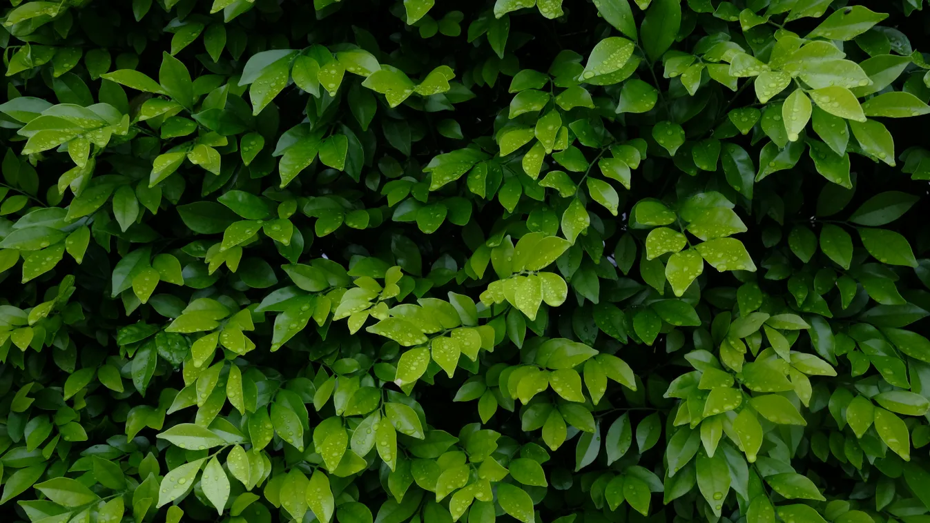 Nyögés hallatszott a Lidl előtti bokorból, ott élvezett a párocska